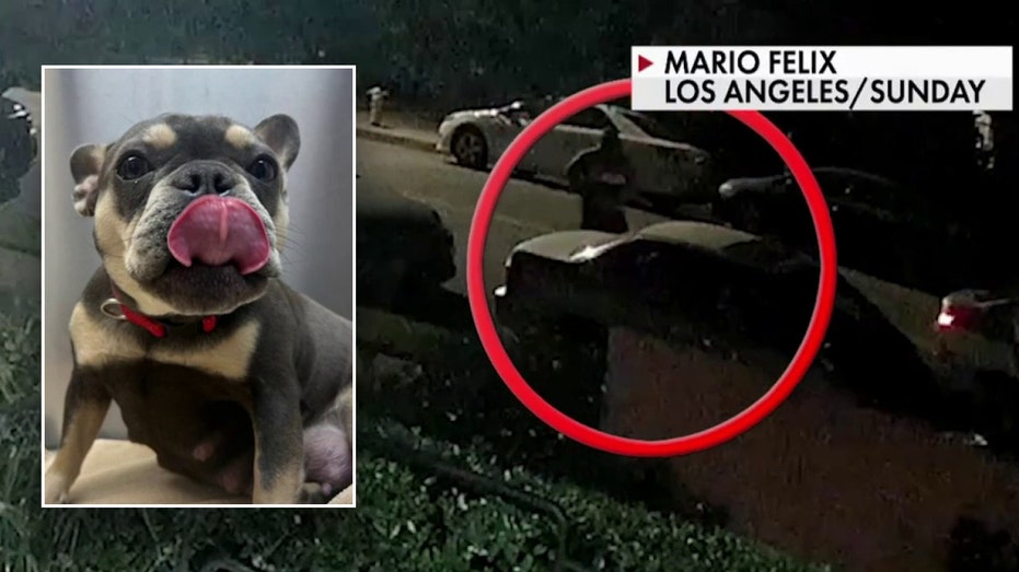 LA man’s French bulldog stolen at gunpoint on evening walk: ‘It’s getting worse and worse’