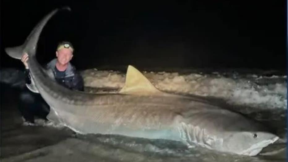 Florida fisherman catches 12-foot tiger shark: ‘This is definitely one for the books’
