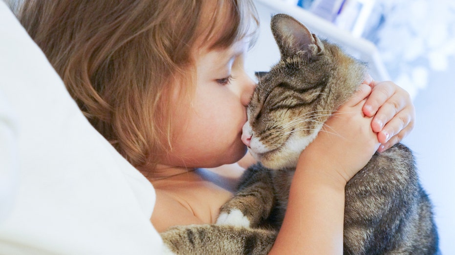 Cat owners may be at higher risk of schizophrenia, study suggests, but more research needed