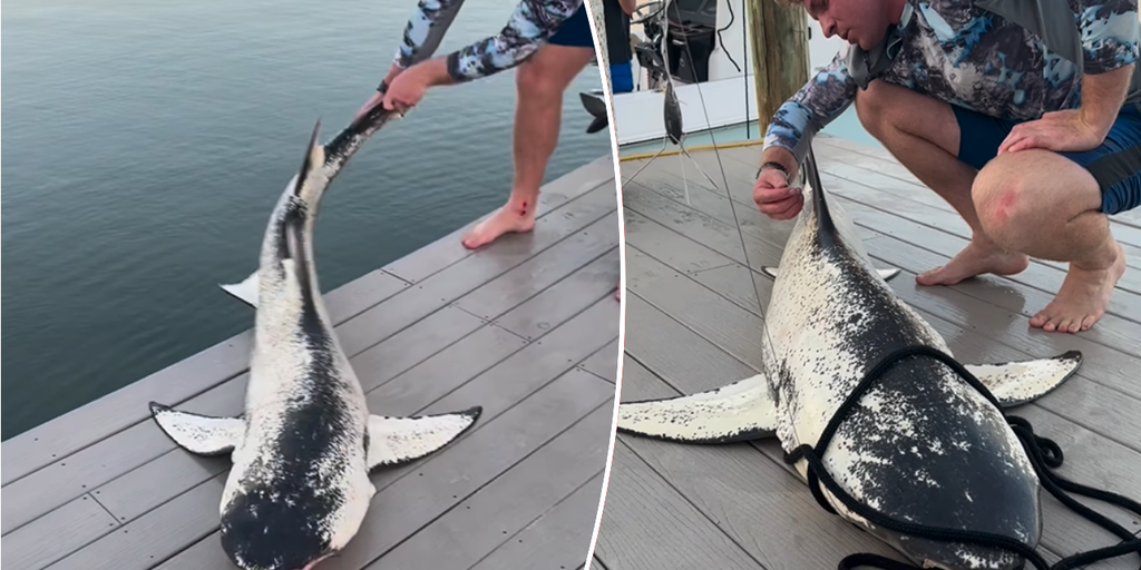 FaB 金融鮫　loan shark CF FaB】Loan Shark GF 闇金鮫 FAB SEA Loan Shark 闇金鮫 CF - メルカリ