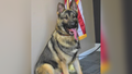 Officers in a small Missouri town in Andrew County are mourning the death of their K9 companion, Horus.