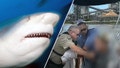 A Florida man is in critical condition after a shark bit his forearm while onboard his boat Friday.