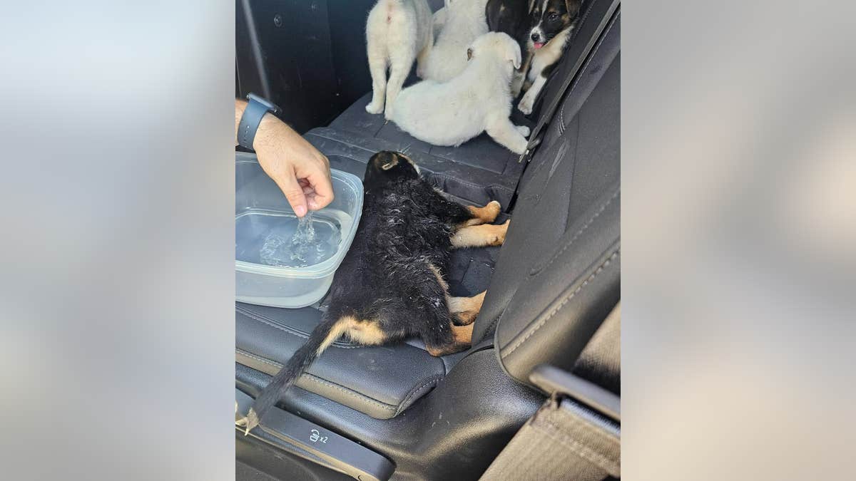 anak anjing diselamatkan di Texas