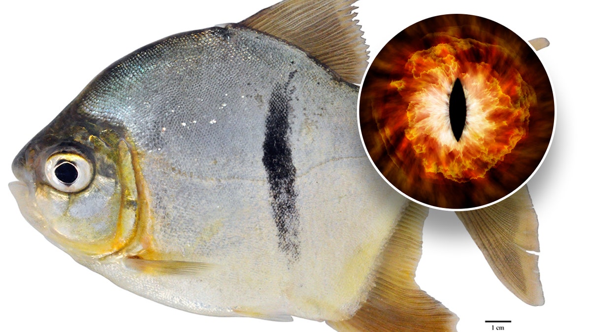 peixe-olho-de-sauron-pacu