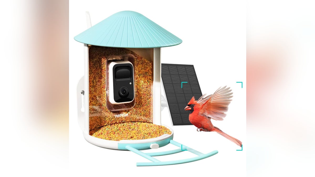 Bird watch from the comfort of your own home. 