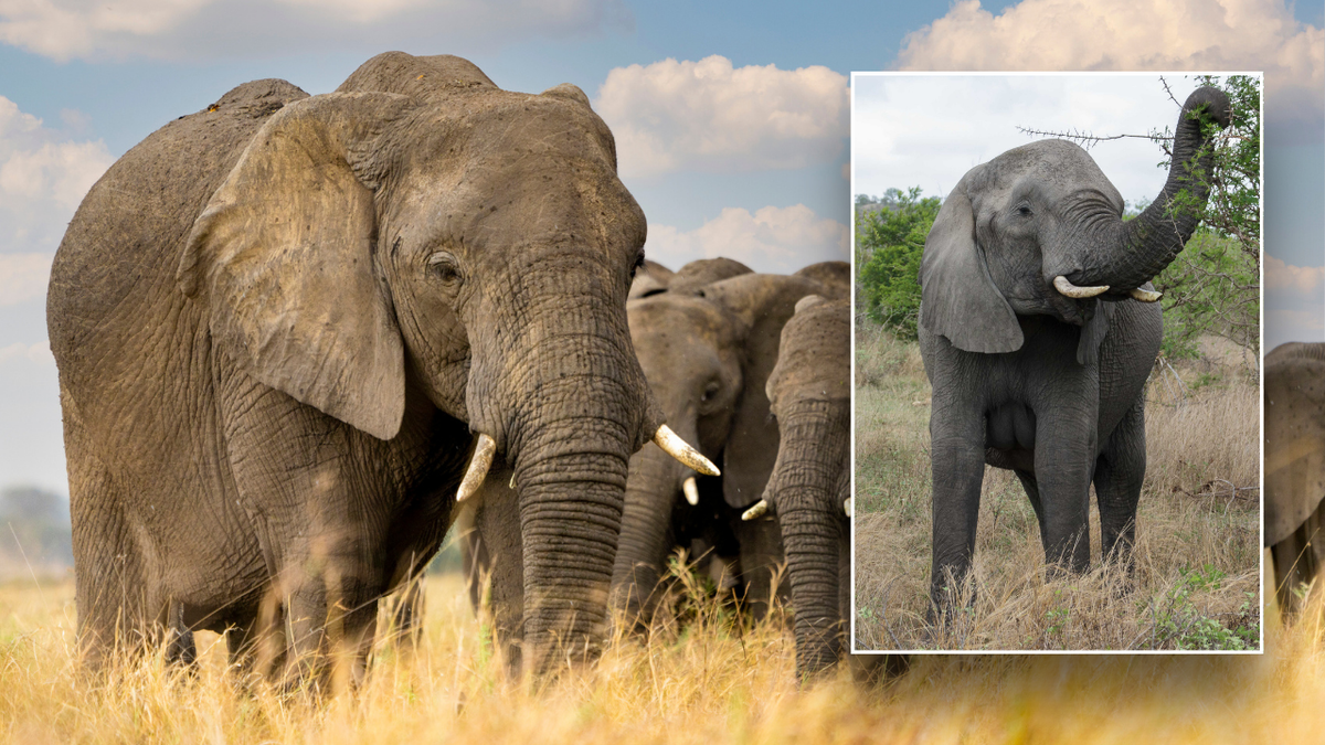 Split image of elephants in group