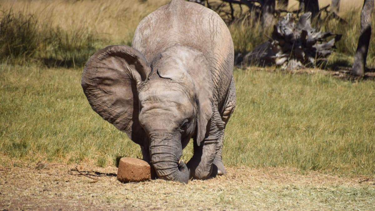 Baby elephant playing with toy