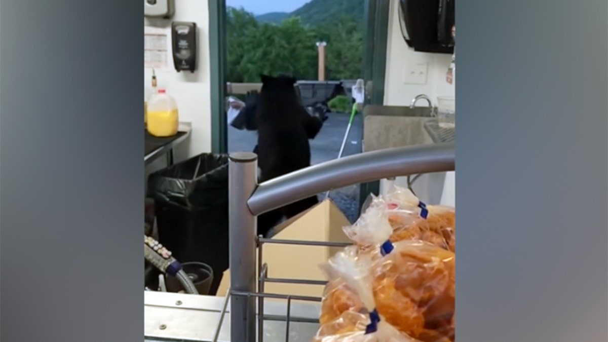 Urso negro encontra Tennessee