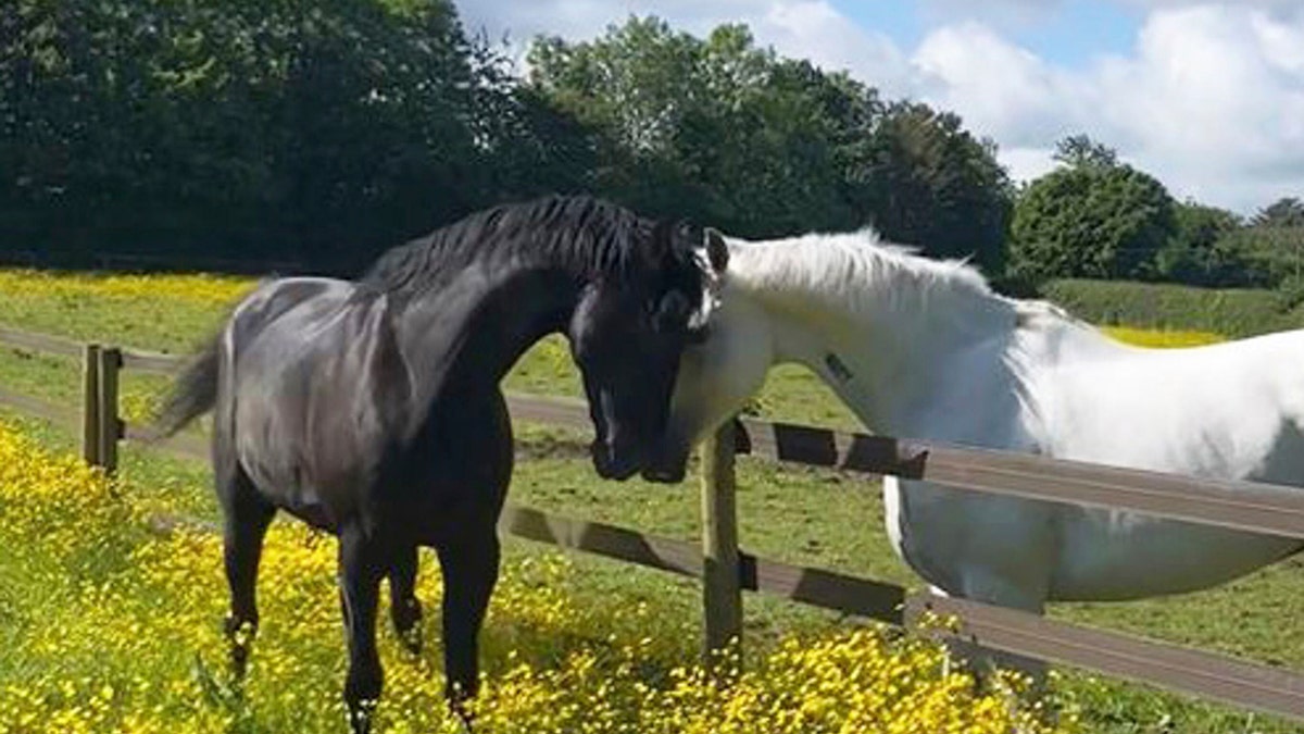 Household Cavalry horses Quaker, left, and Vida, right, hold their faces close to one another in a field of yellow flowers during their recovery.