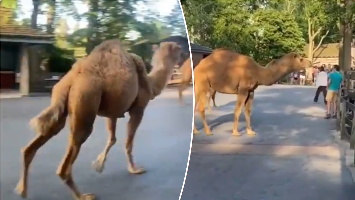 Split image of walking camels