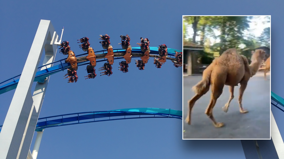 Split image of camel and roller coaster