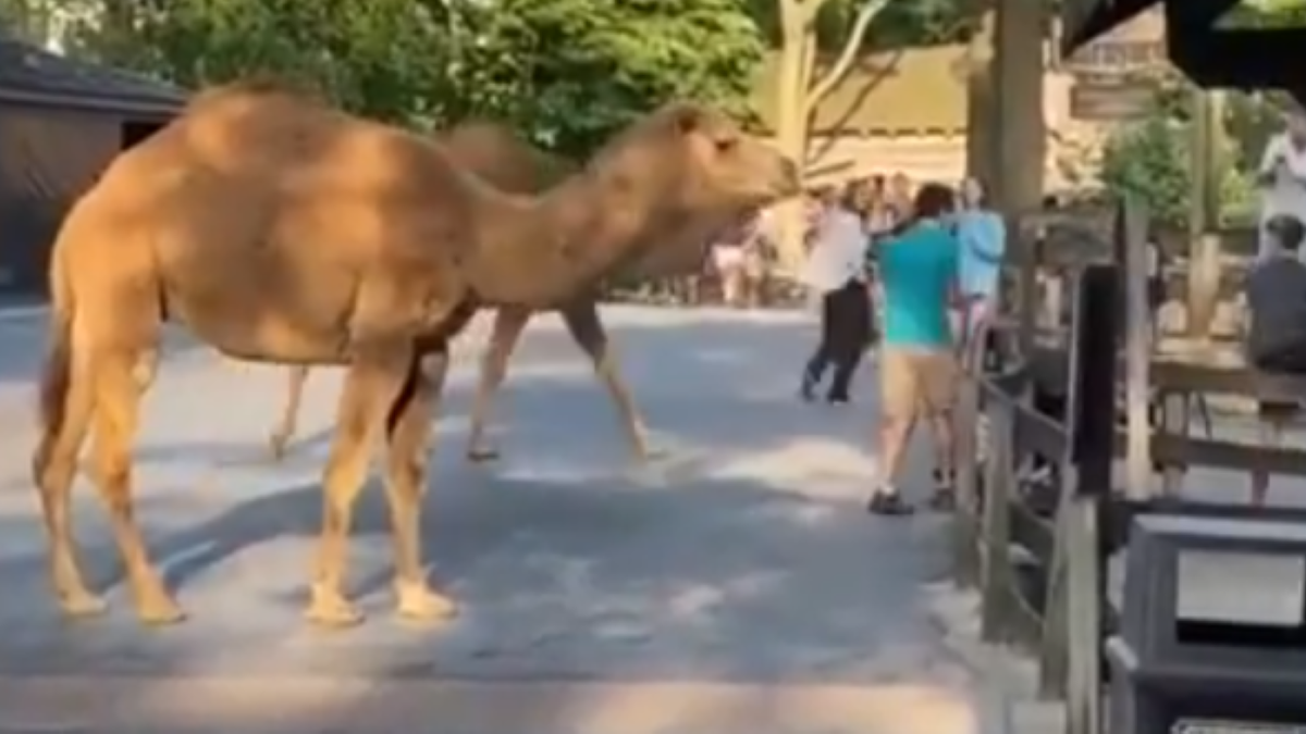 Wide shot of camel in the park.
