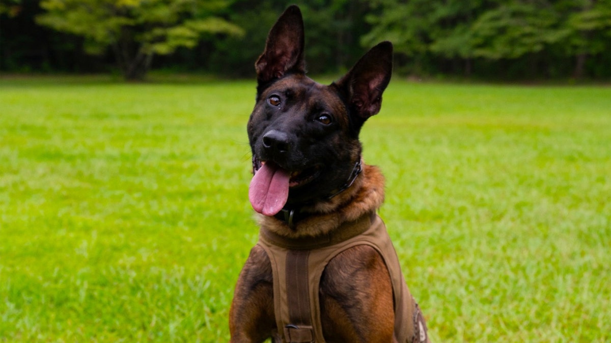 Coba SLED K9 poses with tongue out
