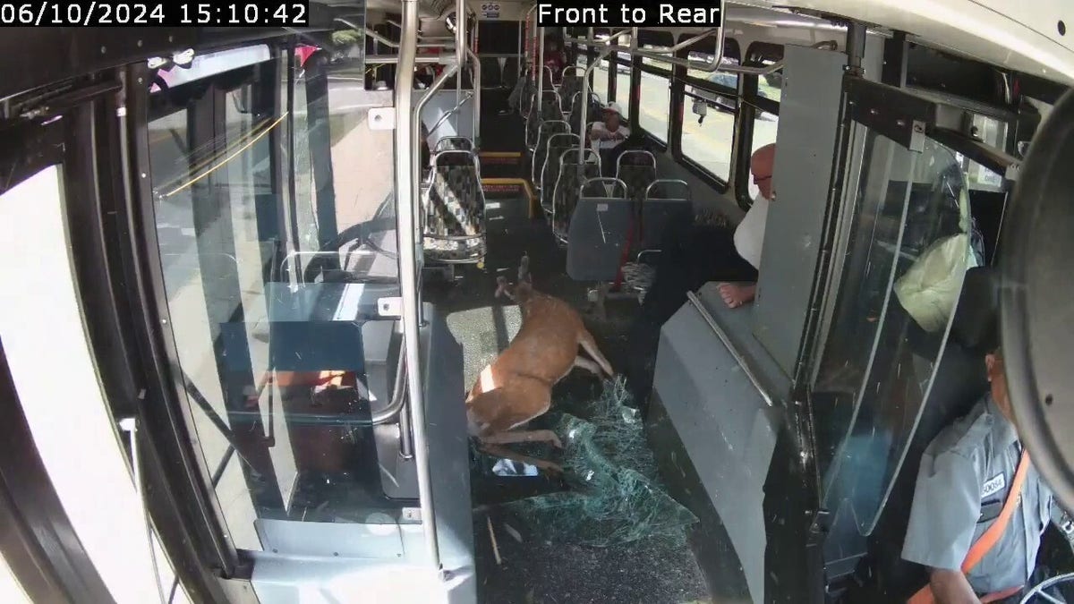 Deer crashed through bus windshield