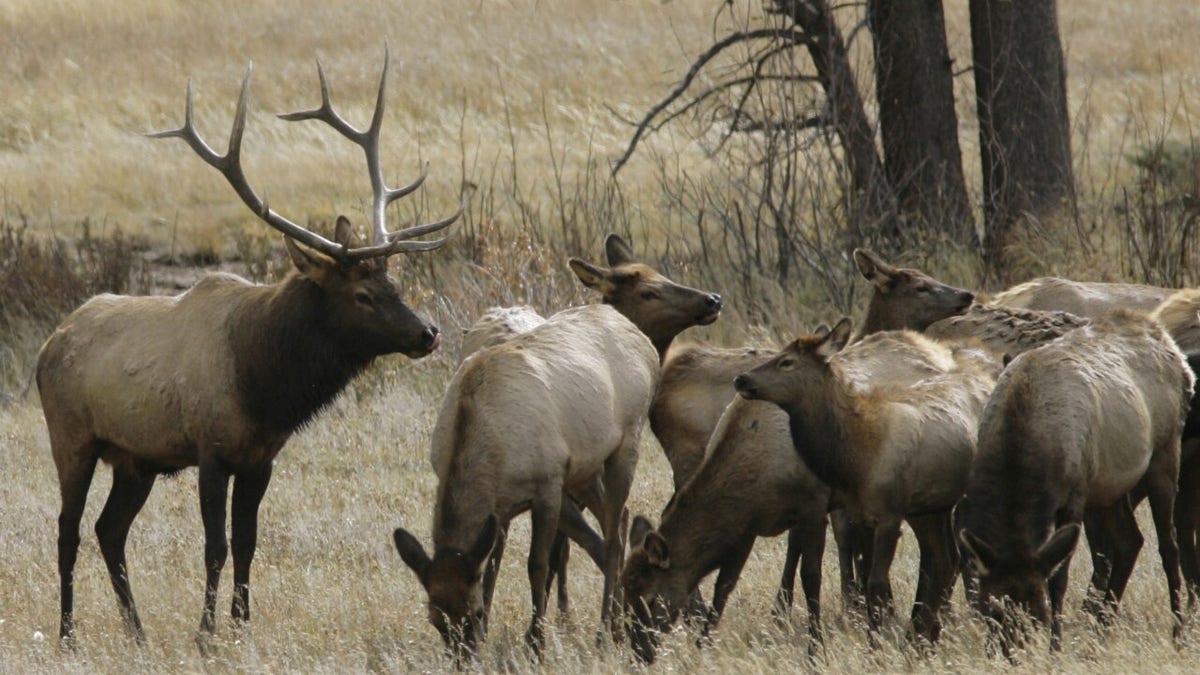 A bull elk watches over a herd of cow elk in Rocky Mountain National Park near Estes Park, Colo.
