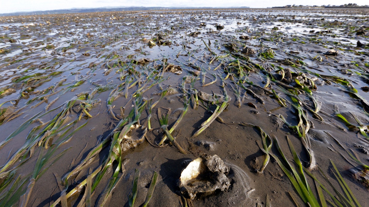 Grasses and yearling oysters, growing on the large "mother" shells planted throughout the bed, are barely covered by a thin layer of water at low tide on May 1, 2015, in Willapa Bay near Tokeland, Washington.