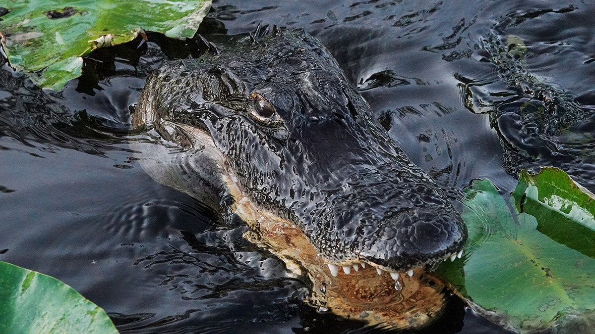 Florida Everglades alligator