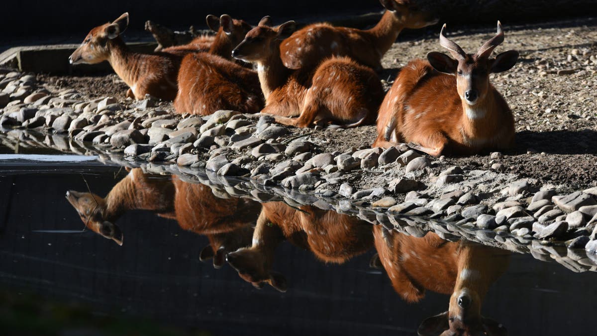 Sitatungas Antelope