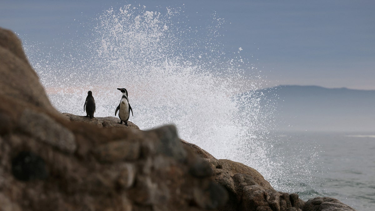 Endangered Humboldt penguins stand on a rock as a wave crashes against it behind them, sending a spray of water up into the air.