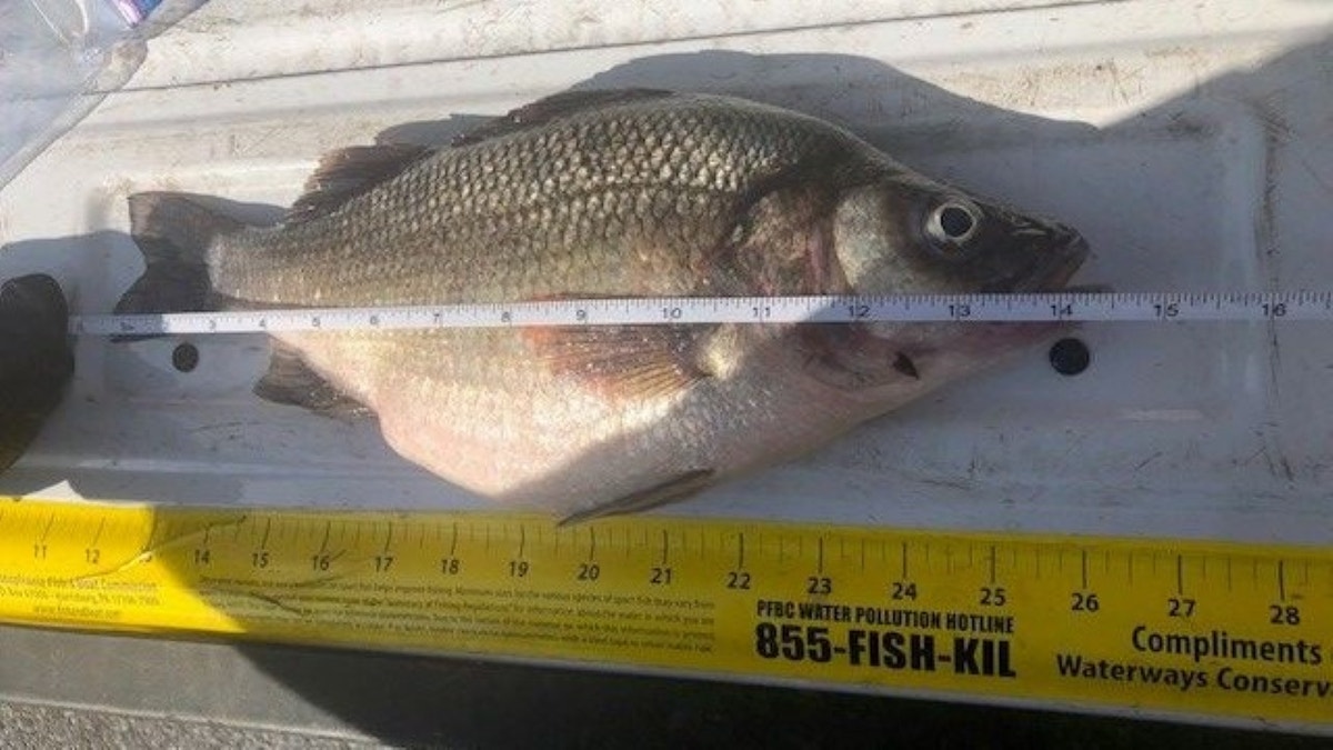Wide image of caught white perch