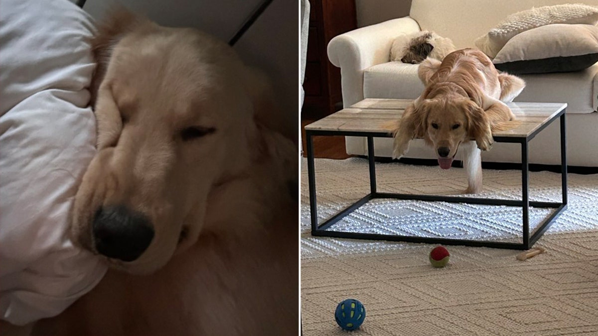 Anjing golden retriever yang hilang di Charleston