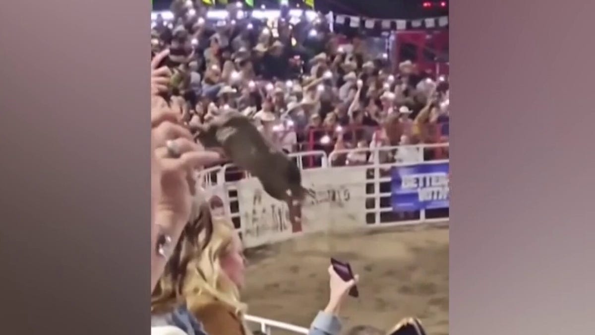 Bull gets loose after jumping fence at rodeo