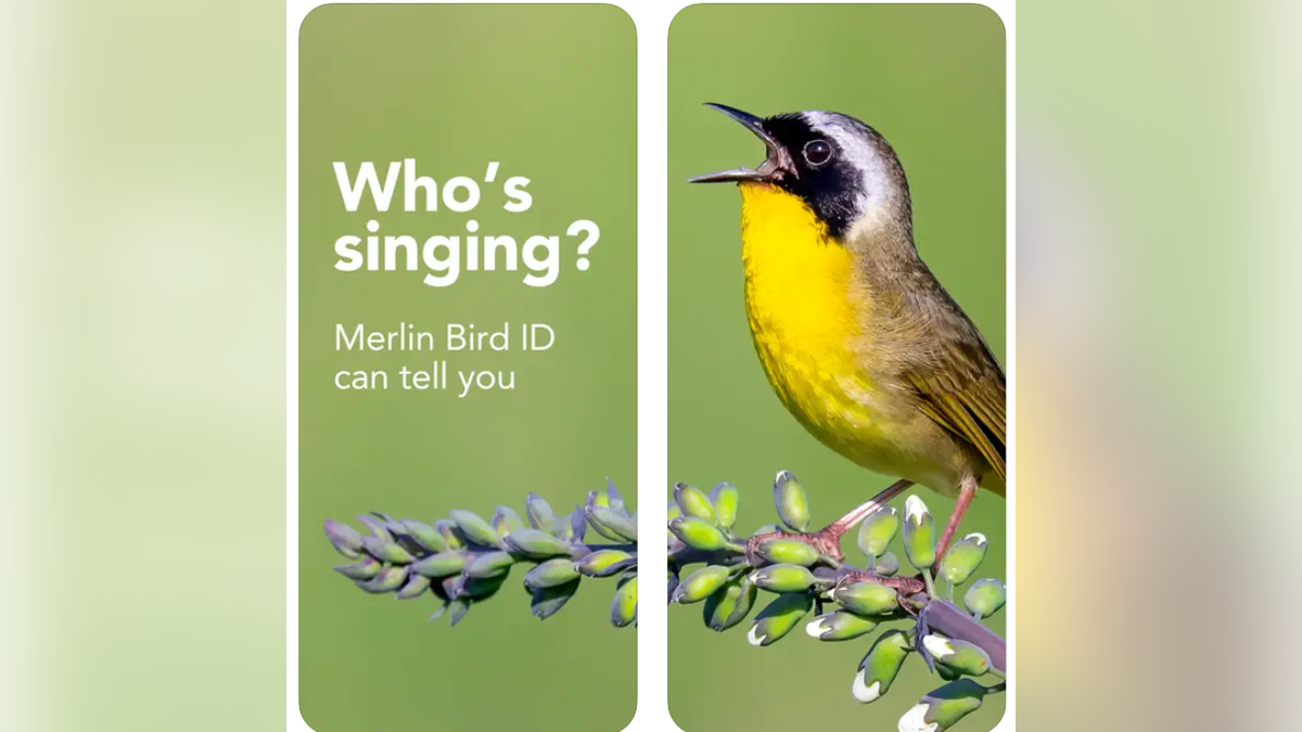 Easily identify bird calls through the Merlin app. 