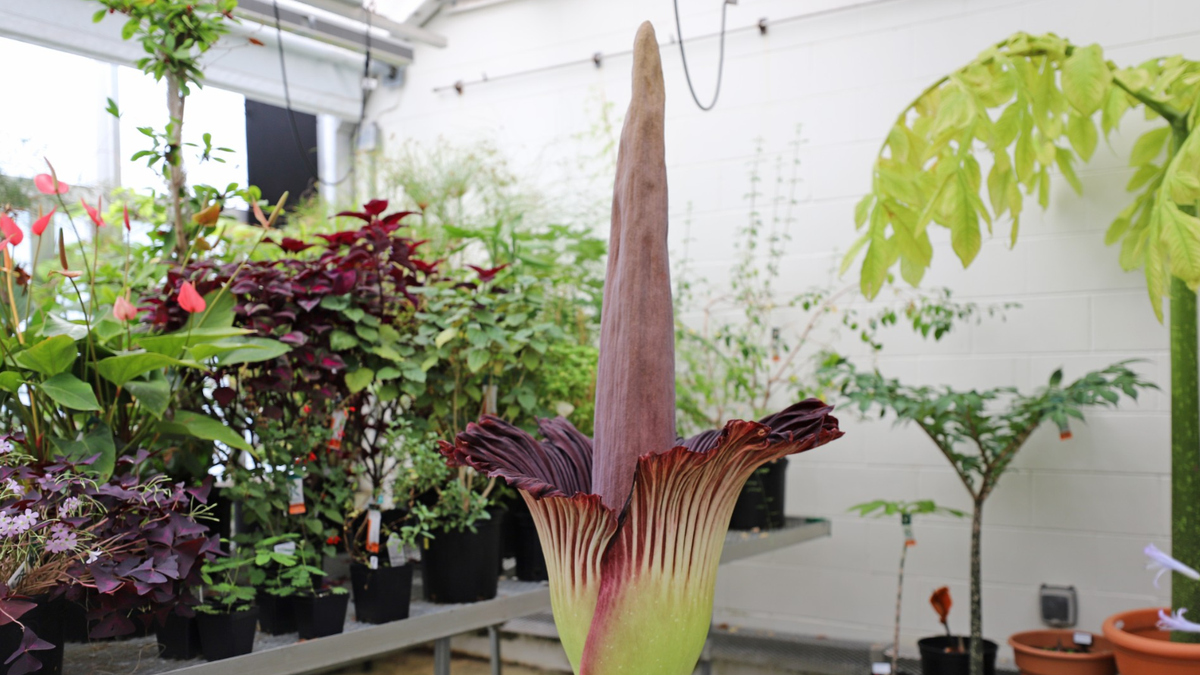 Plug your nose as a rare corpse flower has begun to bloom in Boston, Massachusetts.