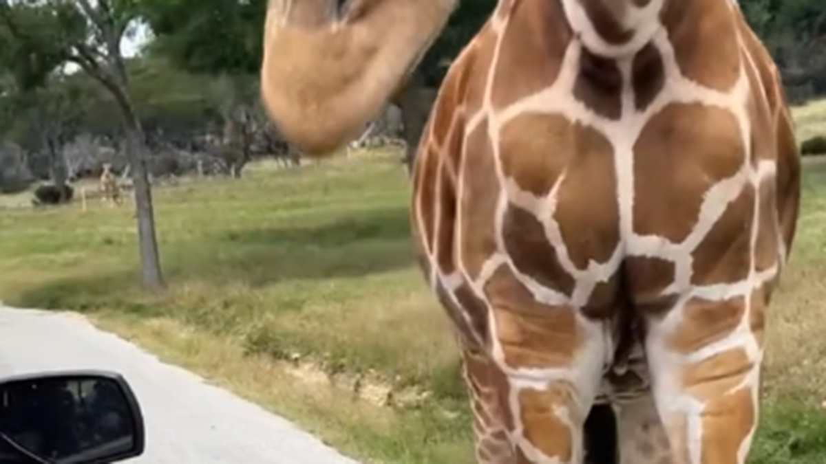 Texas giraffe approaches vehicle