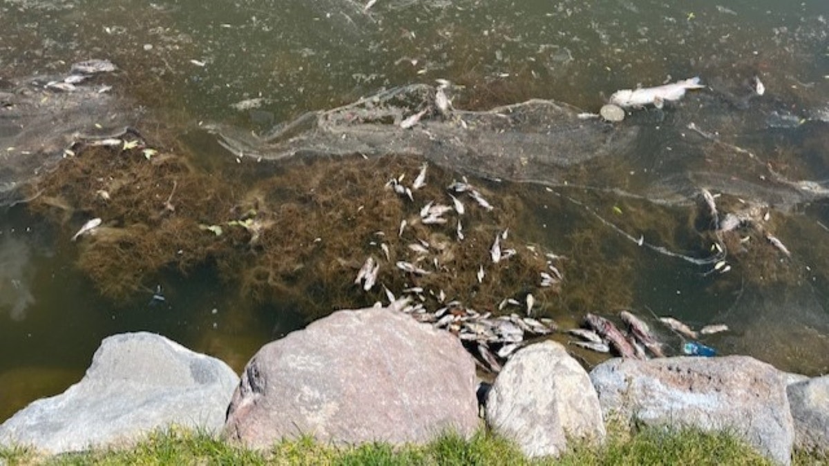 Utah Officials Discover Hundreds Of Dead Catfish On Top Of Lake | Fox News