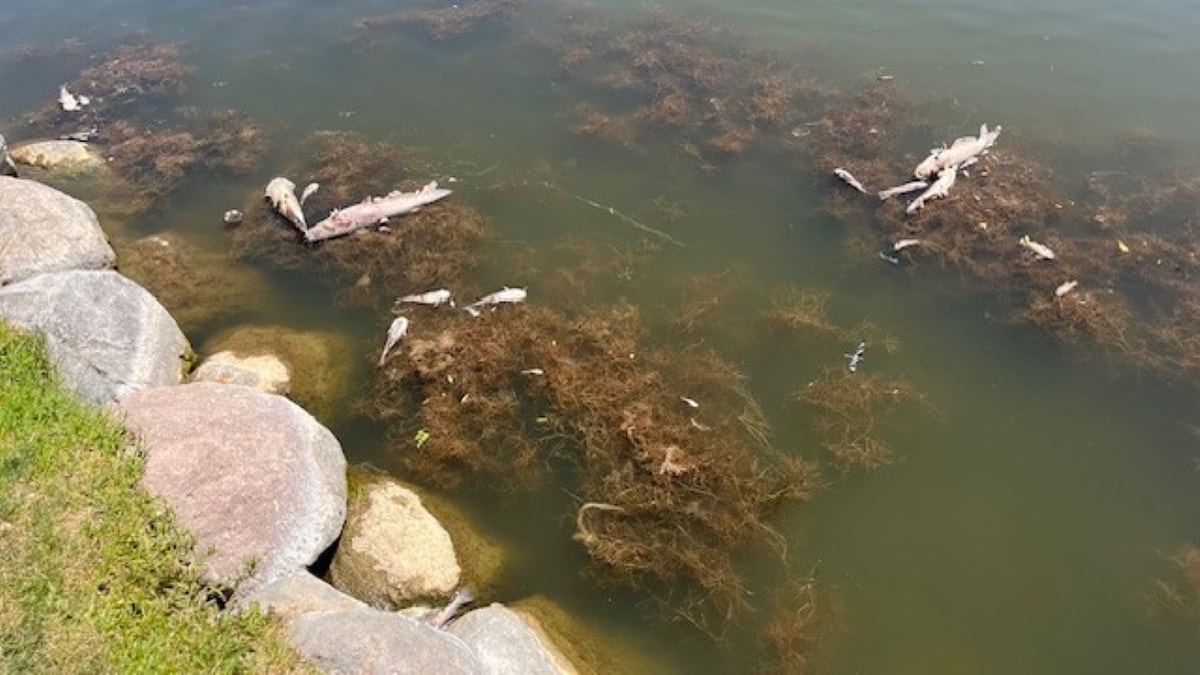 Dead fish, debris on top of murky pond