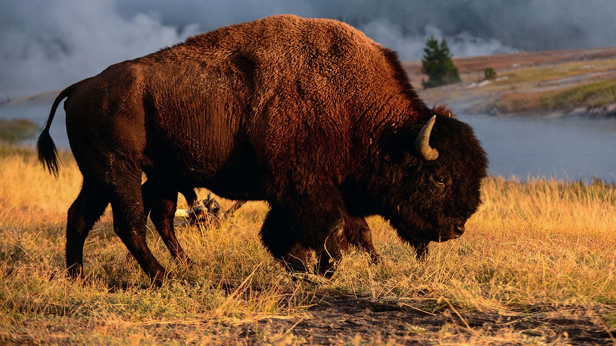 Yellowstone Bison