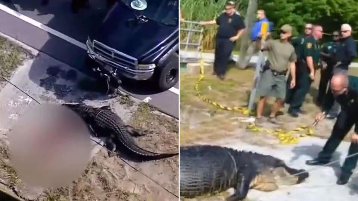 Stills of the alligator after the attack