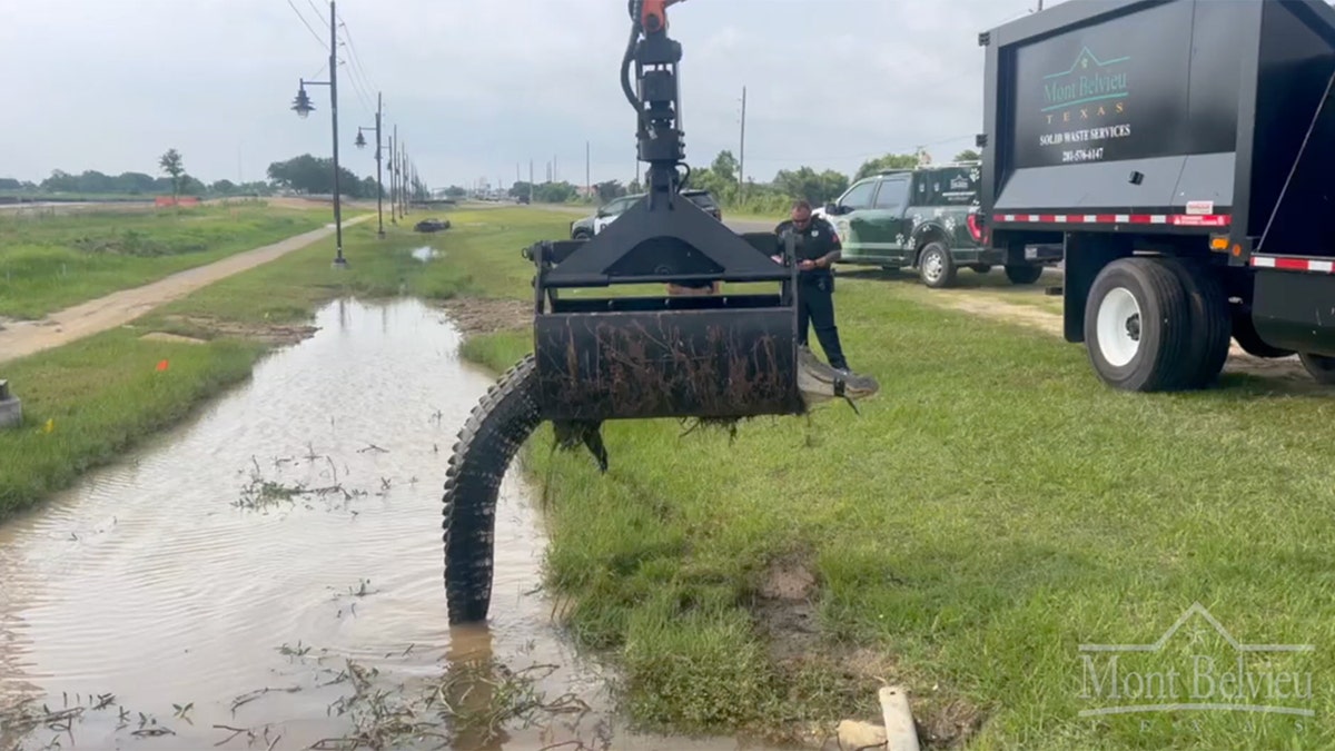 alligator being lifted by grapple truck