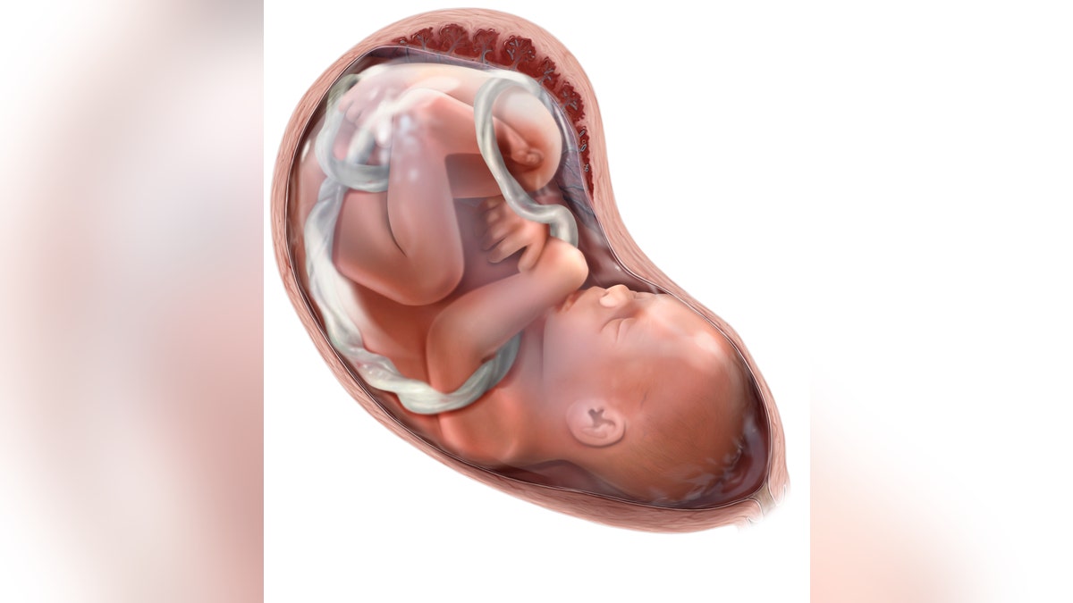 Image of baby in mother's stomach with umbilical cord