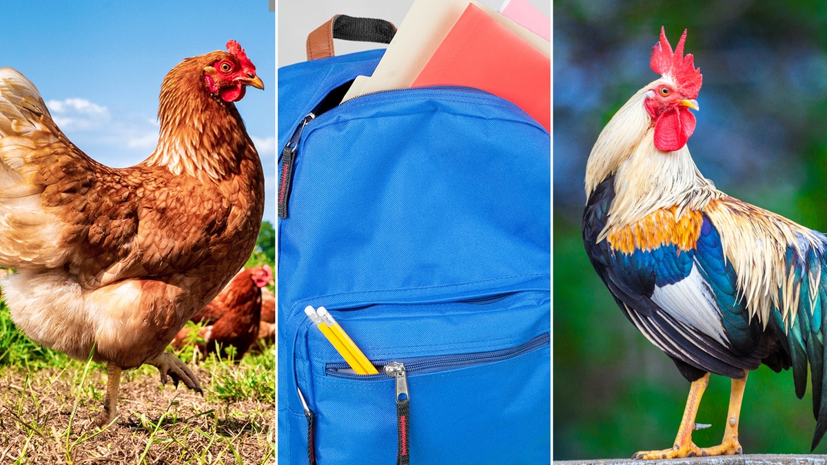 hen and rooster split images with a blue backpack between them