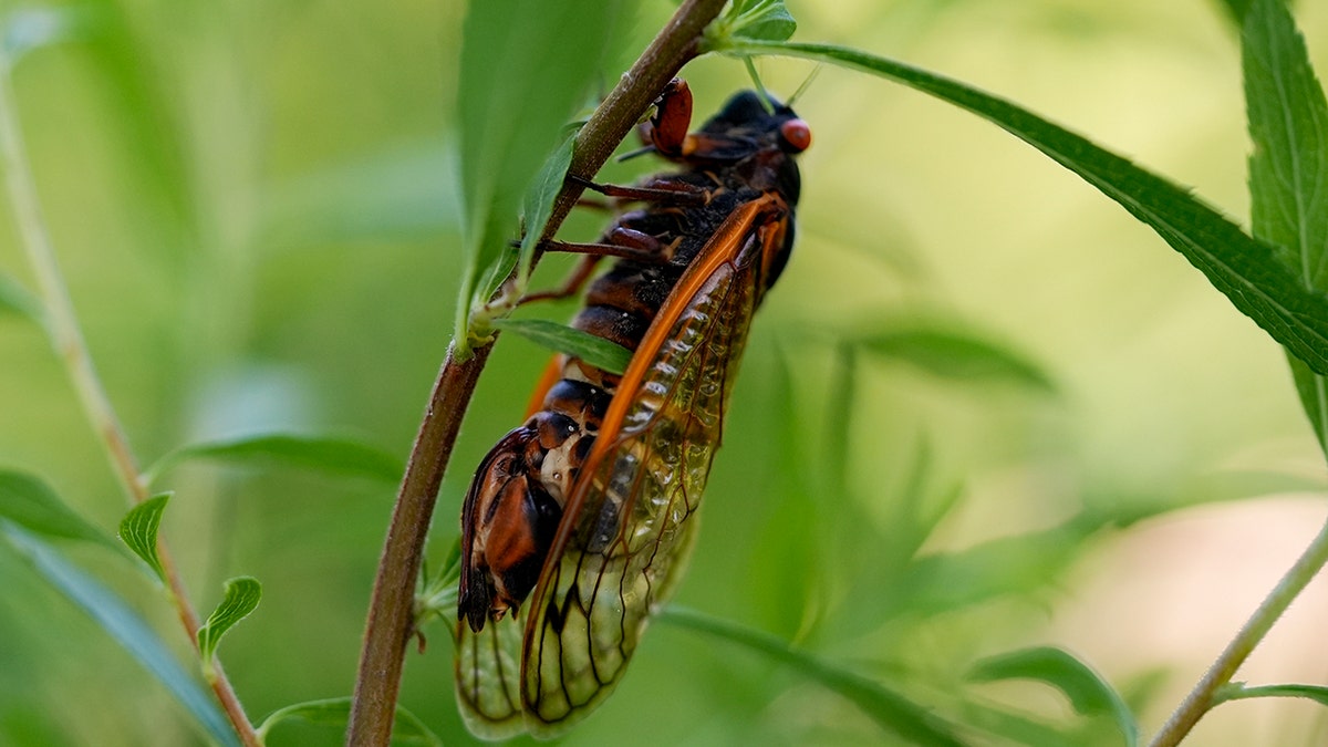 female cicada infected with the Massospora cicadina fungus
