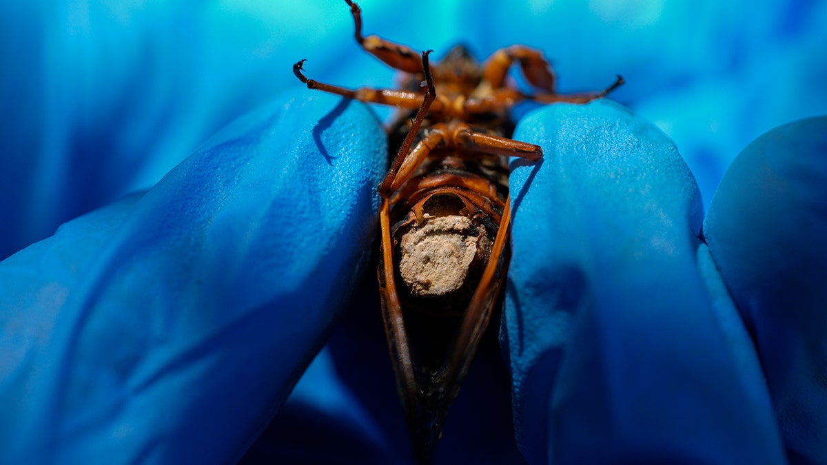 infected cicada
