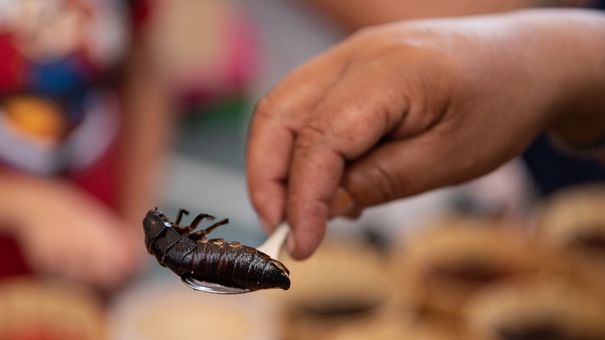 Cockroach on a spoon 