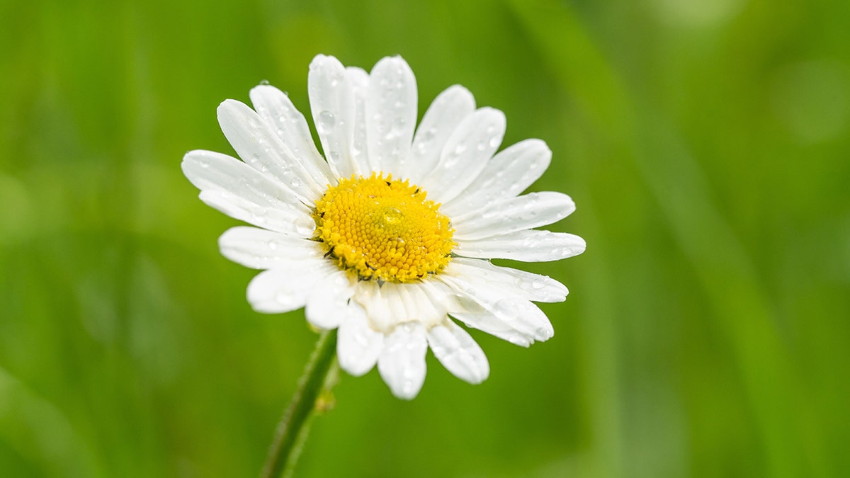 A single daisy