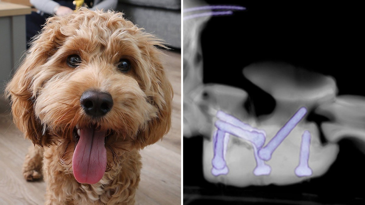 Dog and X-ray