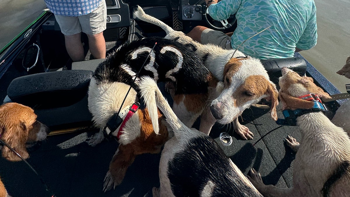 dogs-rescued-from-lake