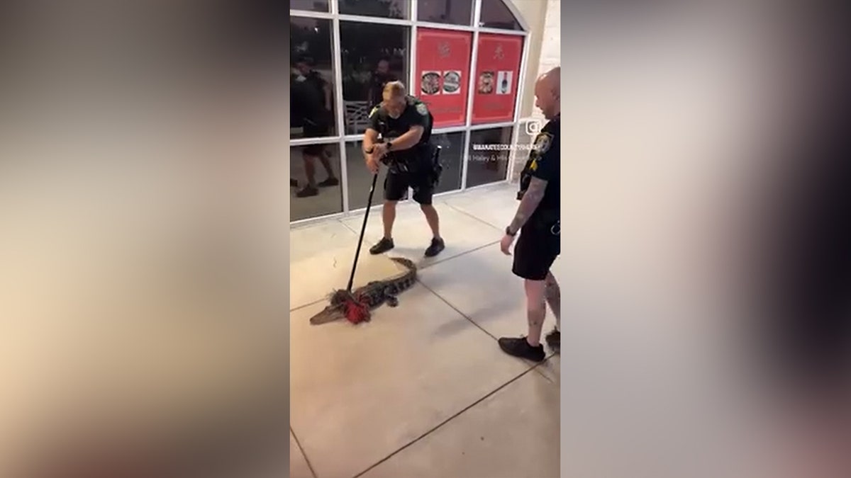Deputy using a broom to move the gator