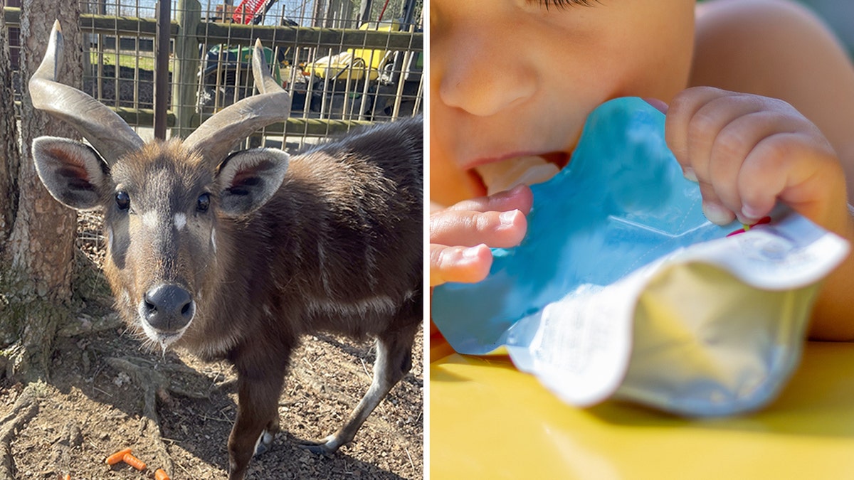 split antelope/baby food