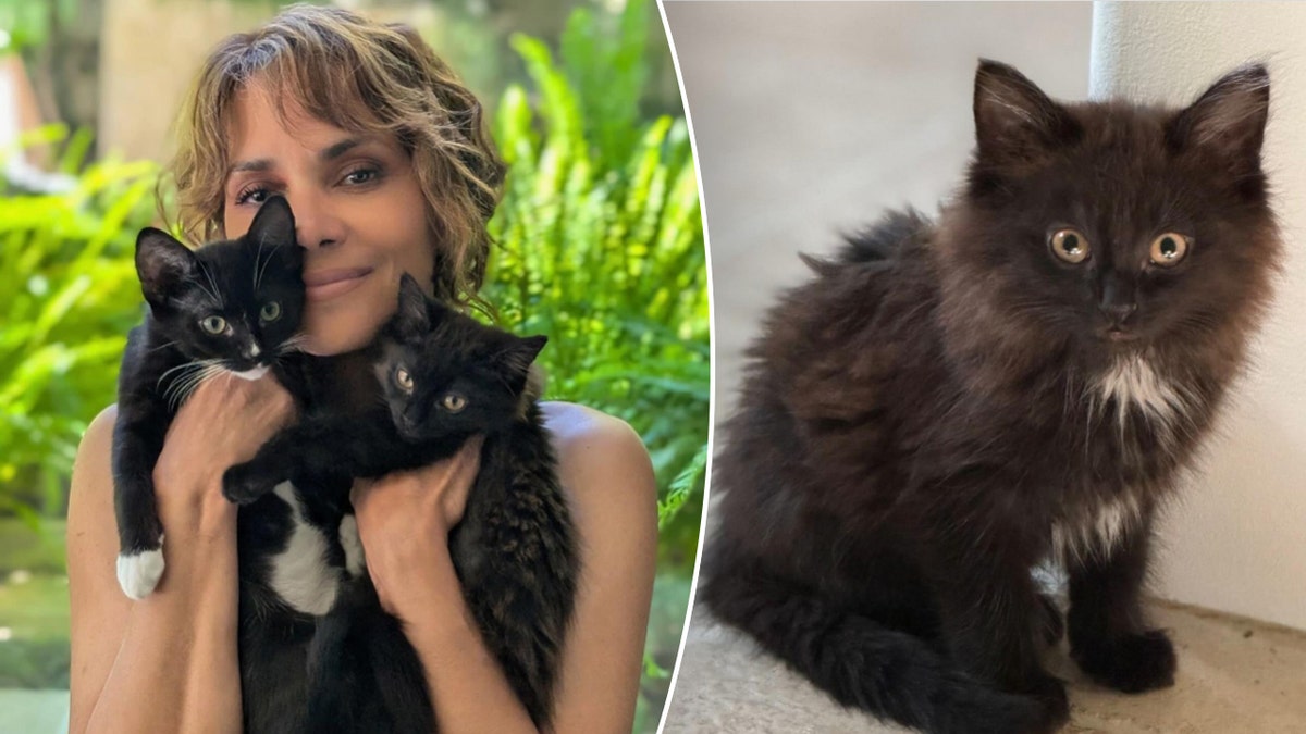 Halle Berry cuddling her new kittens split with a photo of another cat.