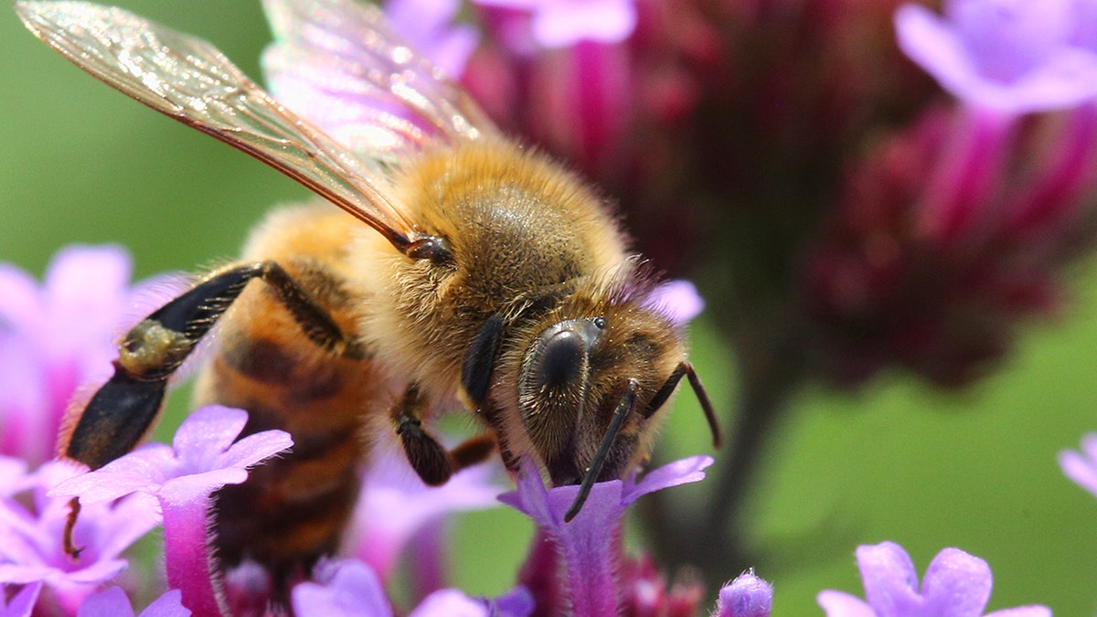 Honeybee drinking nectar