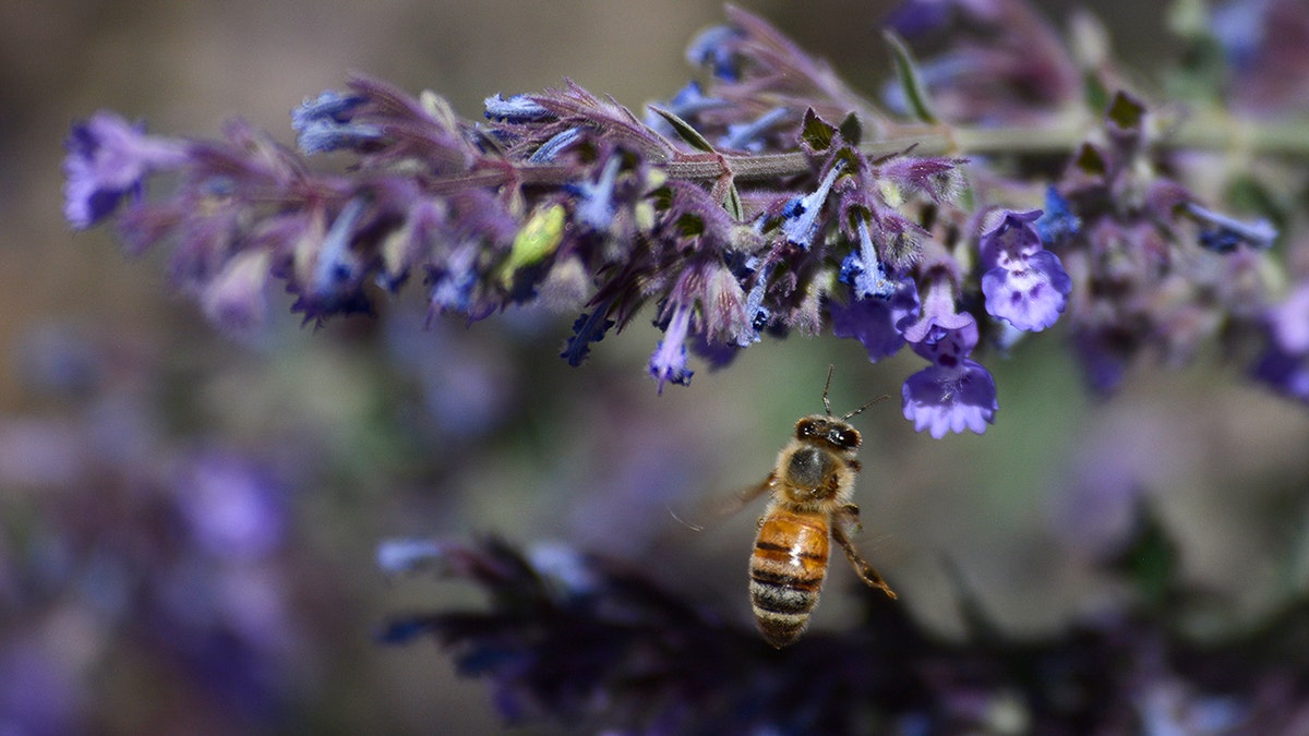 La abeja se acerca a la planta de hierba gatera