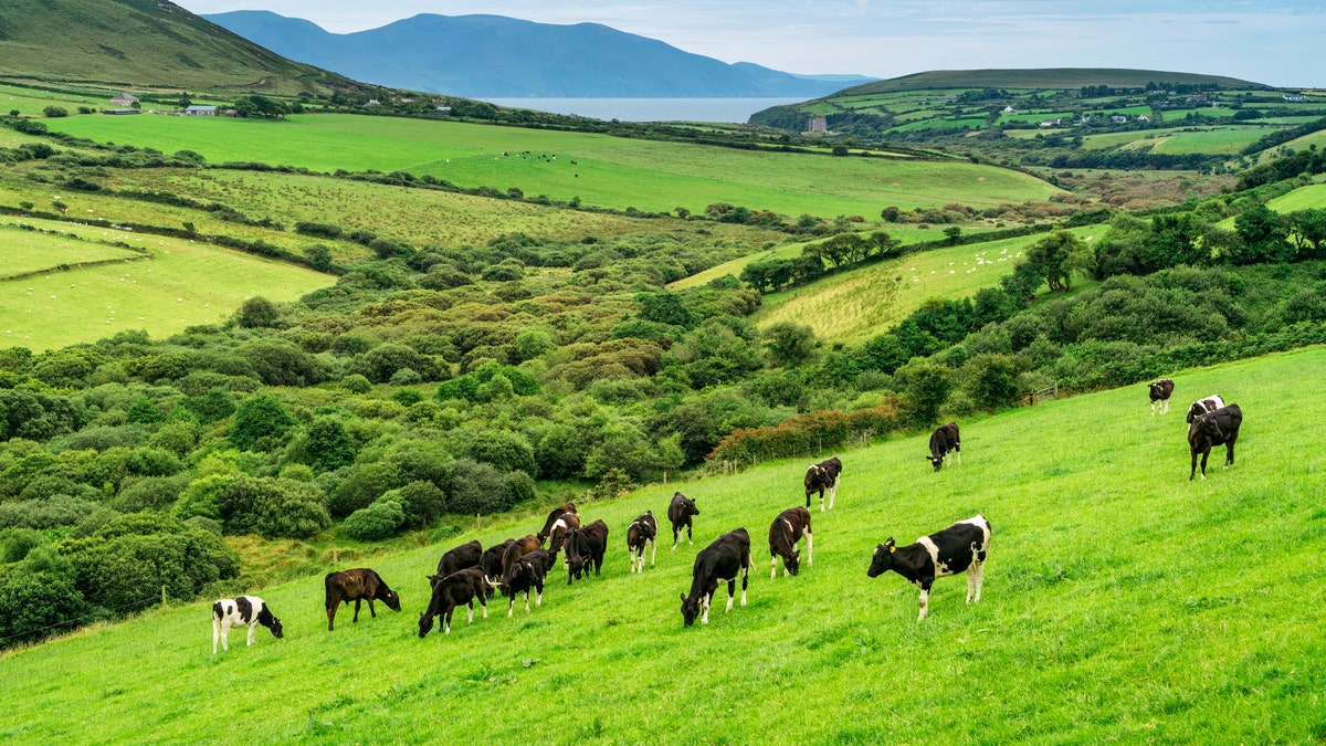 Cows grazing on a hill in Ireland in 2018