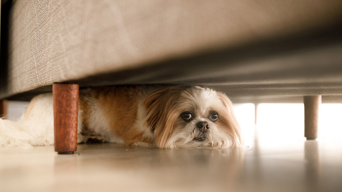 Dogs may get in trouble, but it usually isn't a matter for the courts. (Getty Images)
