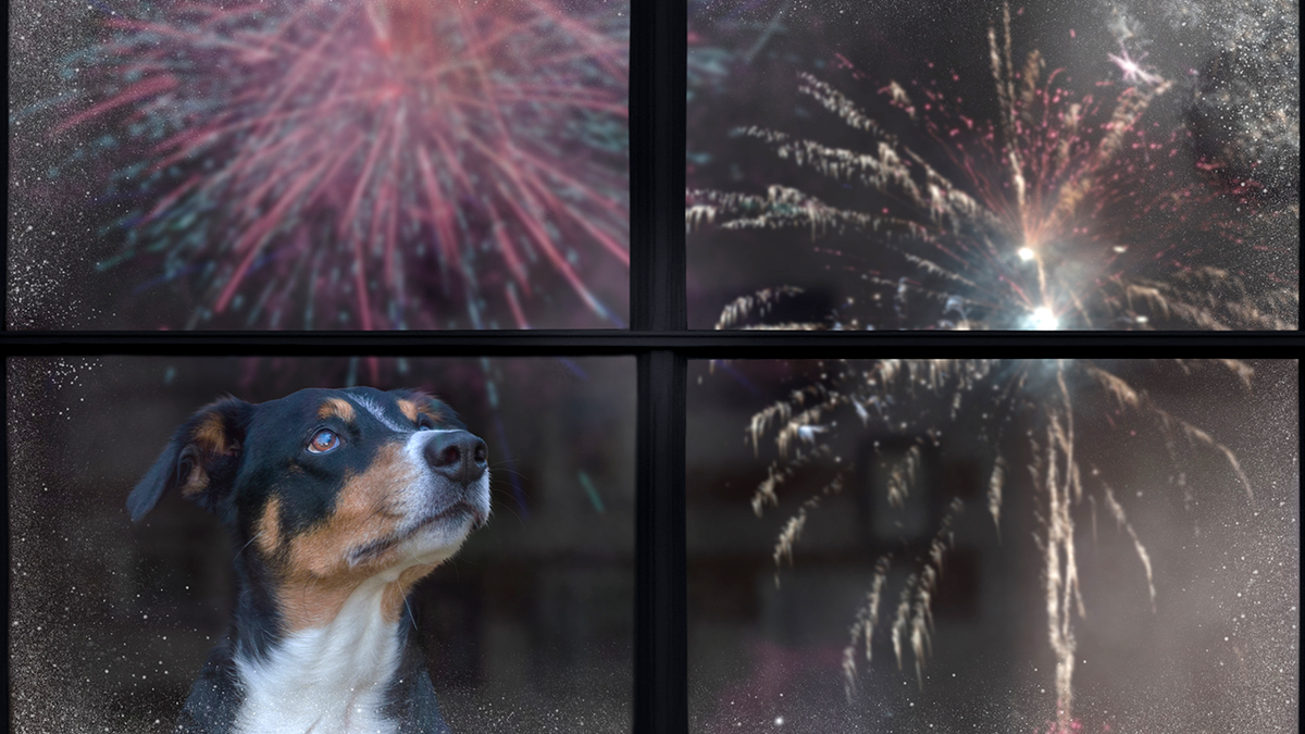 cachorro assistindo fogos de artifício da janela